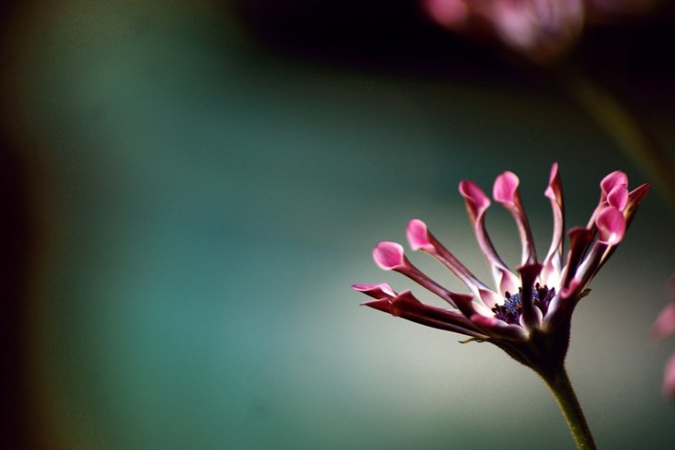 Wild Words book club pink finger flower