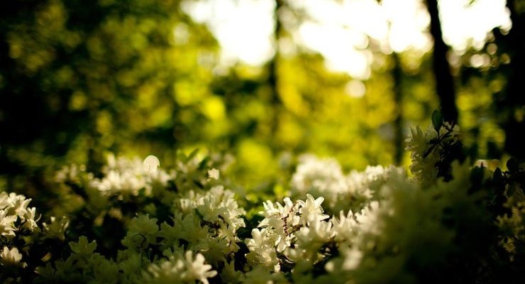 Yellow Wall-Paper white flowers in sun