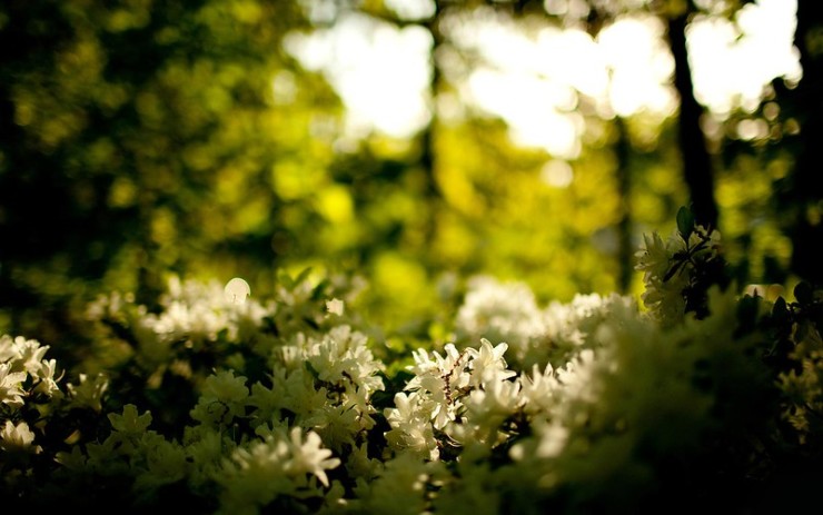 Yellow Wall-Paper white flowers in sun