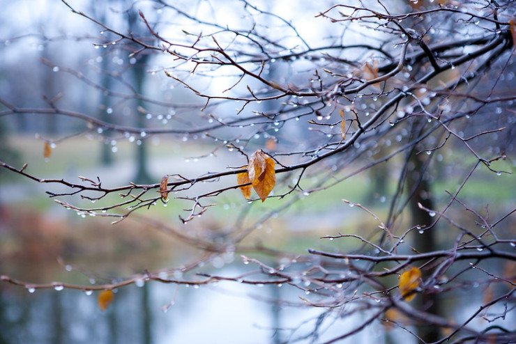 how to write a haibun fall leaf