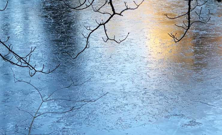 winter trees and ice