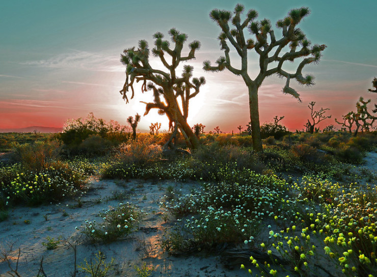 To Bless the Space Between Us Book Club; photo of trees in desert