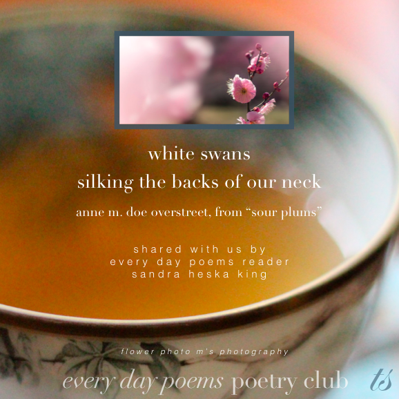 white swans poetry club
