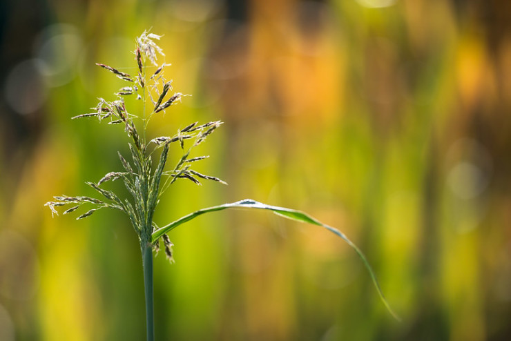 Grass bokeh poetry club