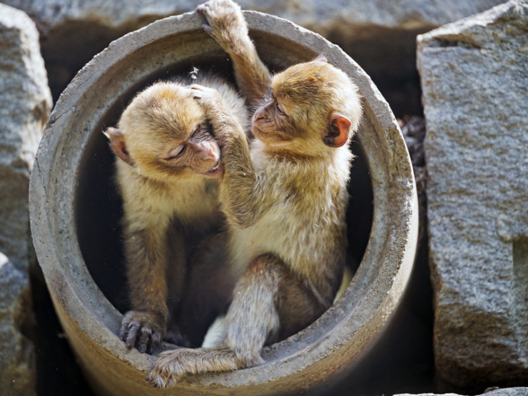 The Book of Delights - monkeys playing