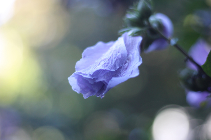 Waiting for Neruda's Memoirs Rose of Sharon