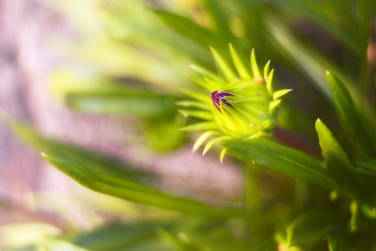 purple flower bud for pandemic journal 