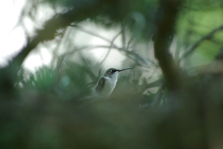 Hummingbird in greens