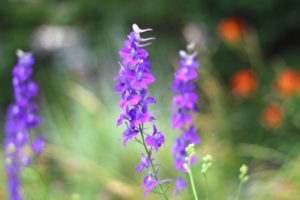 Joyful Partnership Poetry and Memoir Purple Wild Flowers