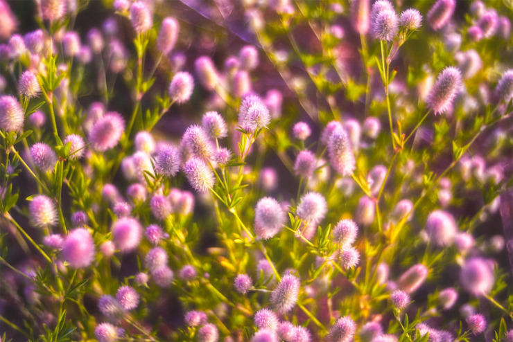 Purple thistle - knitting lessons story