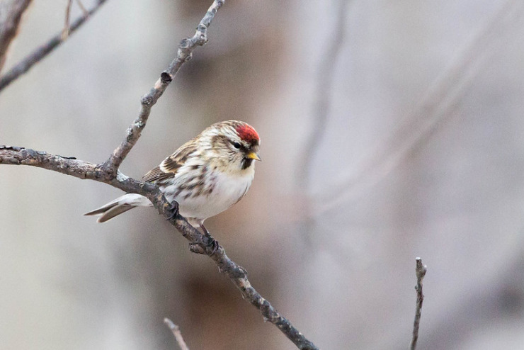 Bird in wintry tree