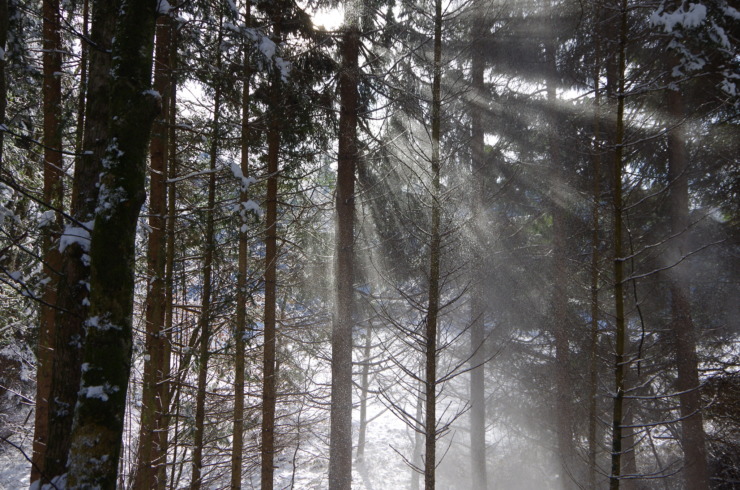 winter trees in the light, covered in snowflakes