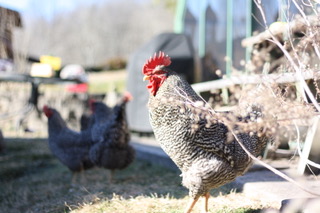 Poet Laura Poultry Reading sonnets to chickens 3