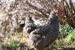 Poet Laura Poultry Reading chicken