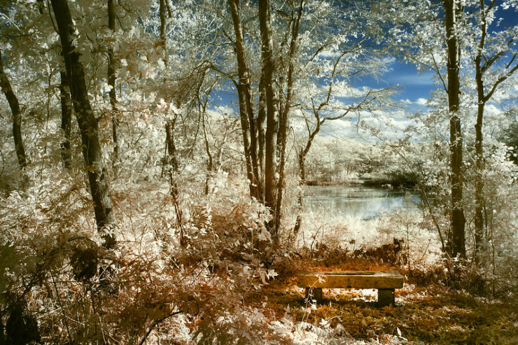 earth bench by the water's generosity in leafy woods