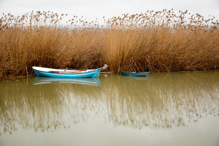 blue boat beside reeds in water