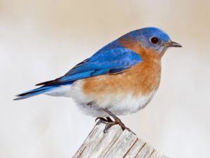 Eastern bluebird male