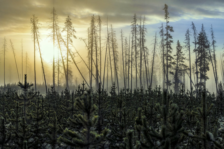 Foggy pines forest