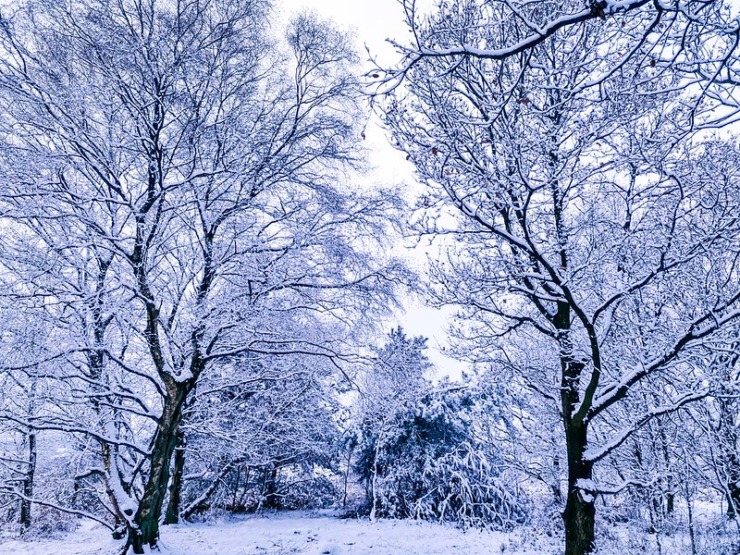 Snowy trees for Poet Laura and ice storm at mardi gras