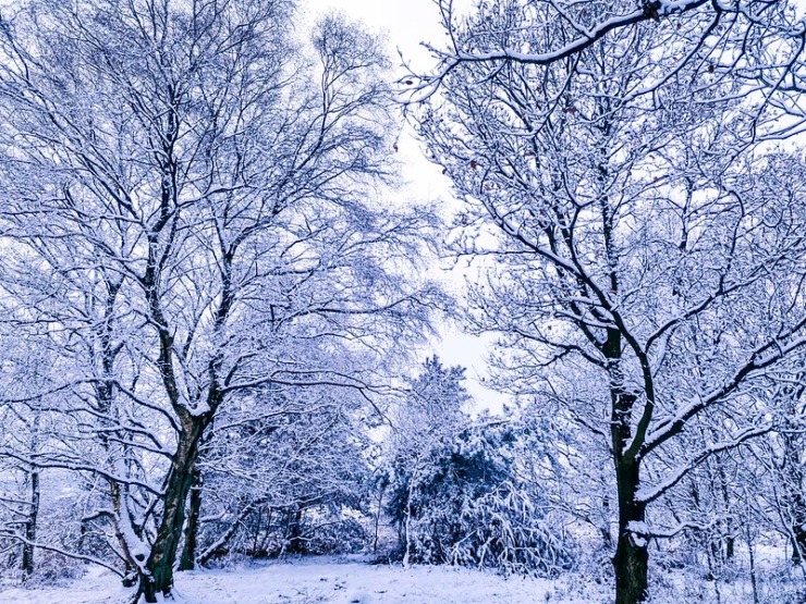 Snowy trees for Poet Laura and ice storm at mardi gras