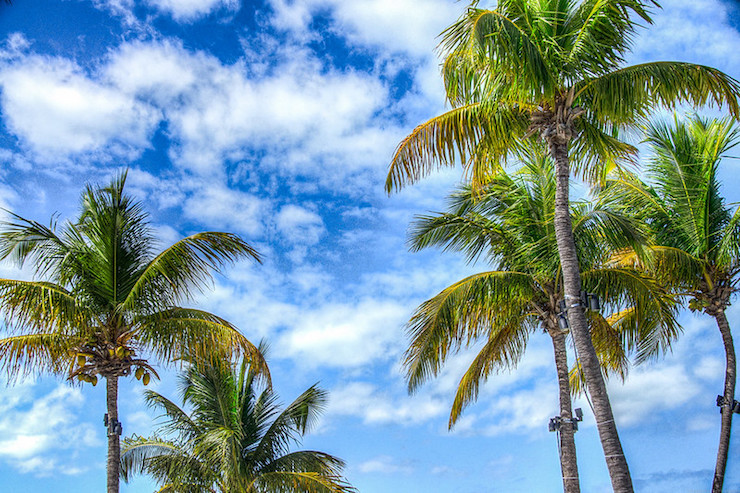 Florida Palm Trees