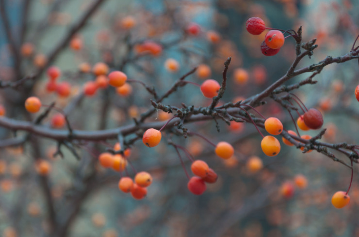 orange fruit on a branch