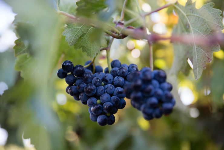 Purple grapes on vine for Julius Caesar