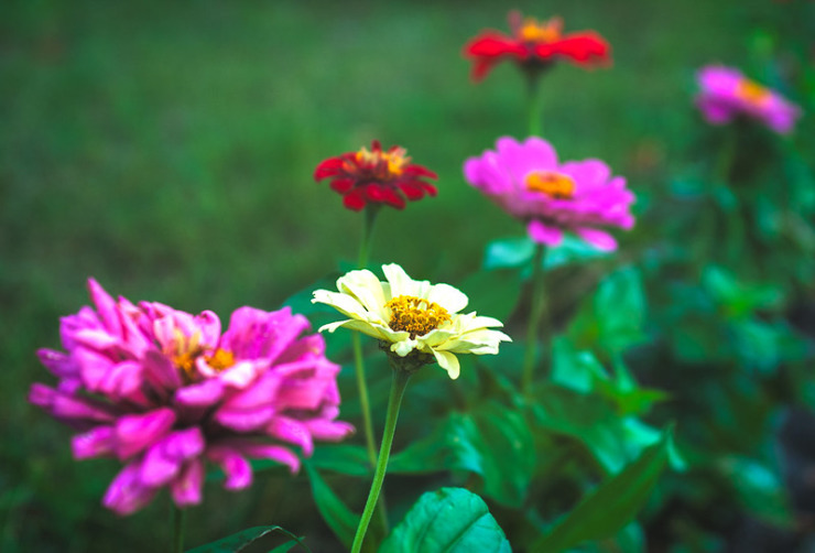 Purple, white and yellow blooms to cheer you for national poetry month