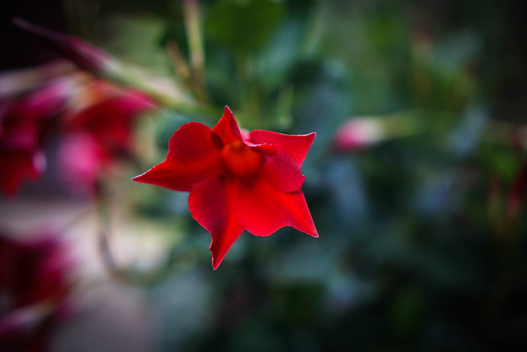 Red trumpet flower-Ode to a Lost Sweater red button poem