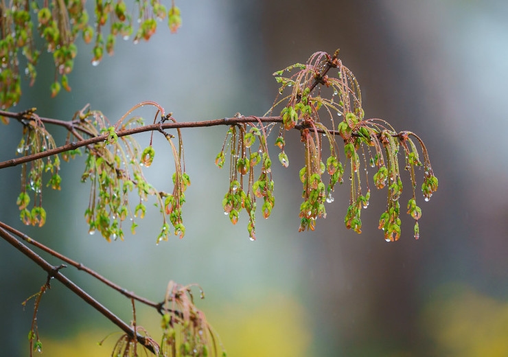 Rockville Maryland Twinbrook Maple in Rain-John Drury Ghazal