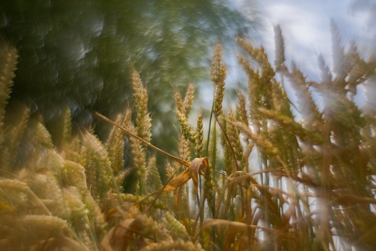 Seed grass in sunlight