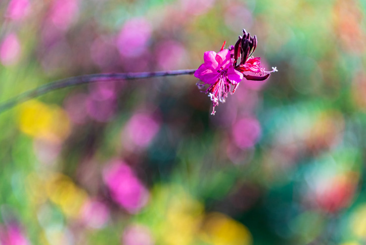 Dark pink flower on bokeh