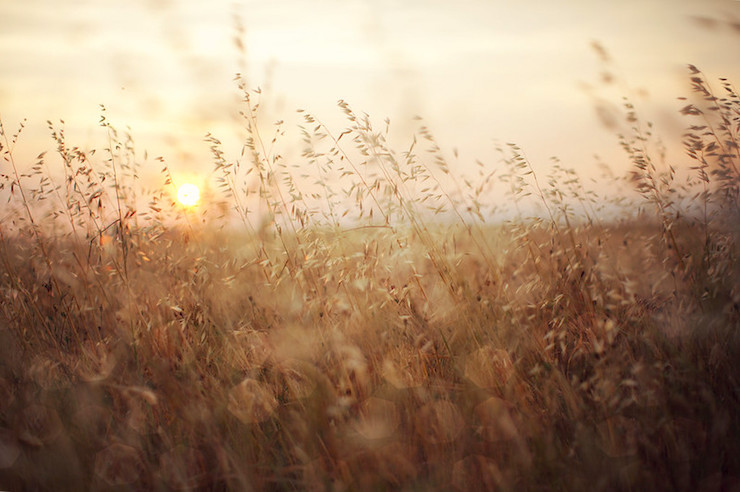 Gold Wheat Provence France-Mrs. Goldwasser teacher poem