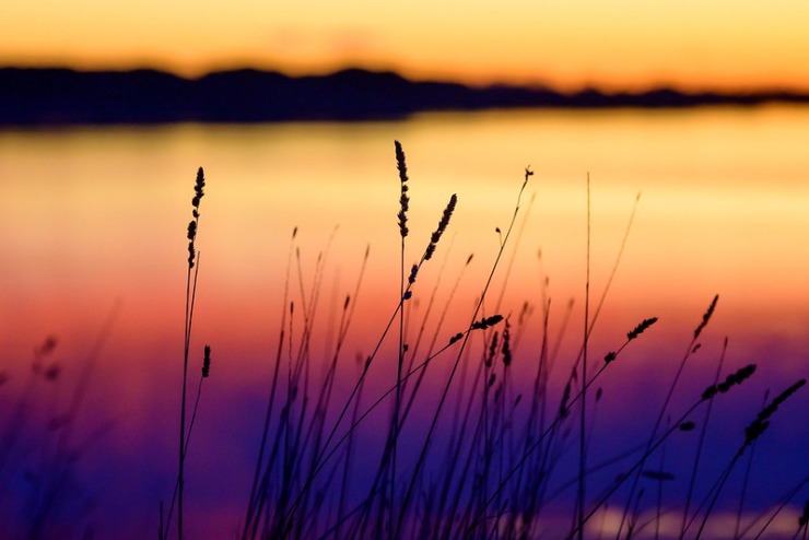 Tall grass in sunset