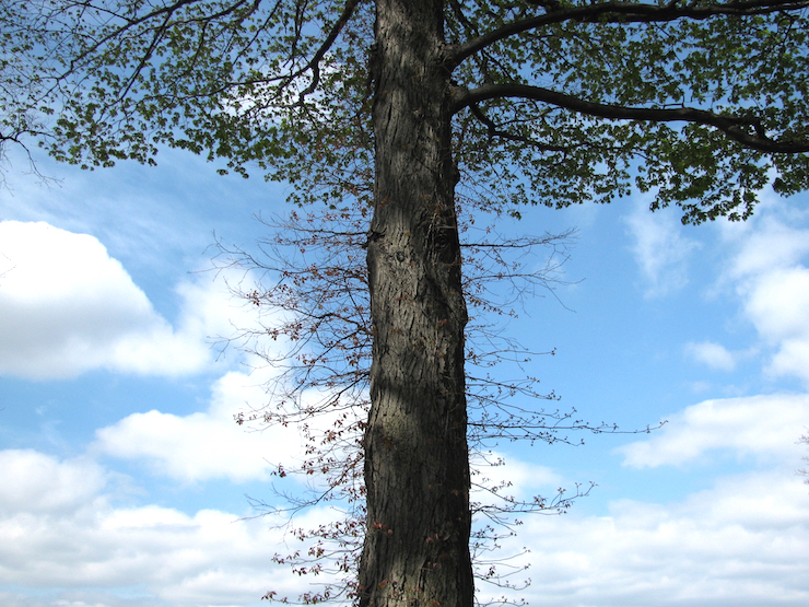 Tree Reaching by Lyndhurst Mansion-A Blessing for Writers Poem