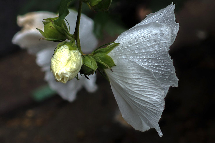 White Rose of Sharon-Sestina to Bind a Goodbye Family Poem