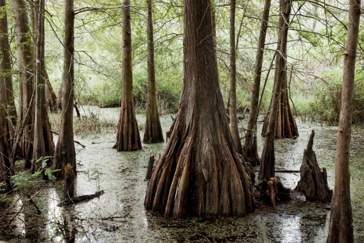 50 States Louisiana swamp Lafayette