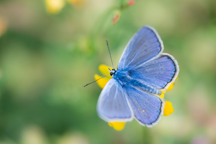 Blue moth - writing life coming back to life