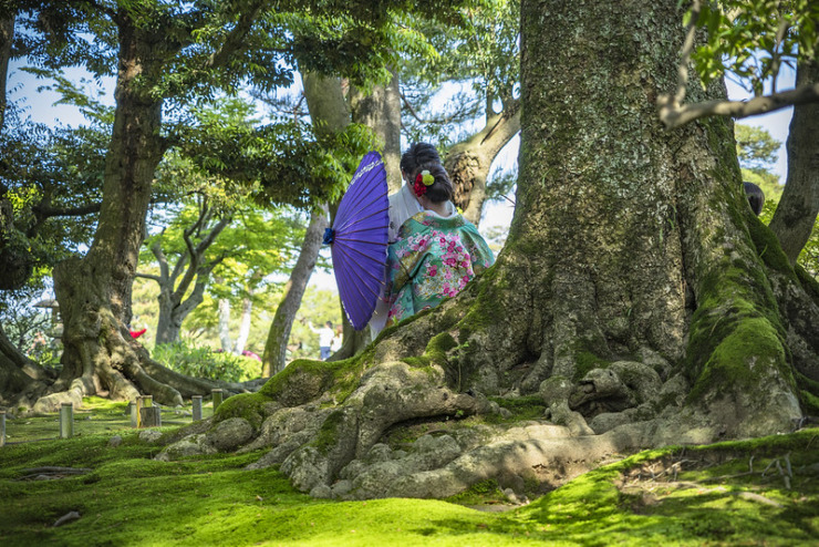 Giant tree and couple in traditional japanese garb at Kanazawa