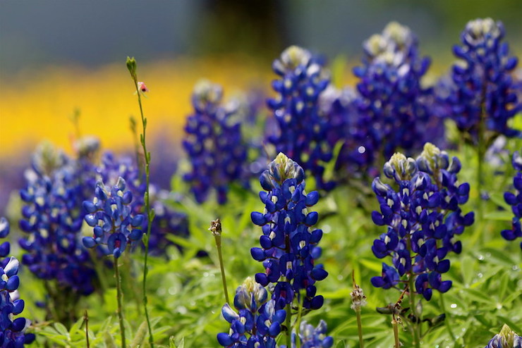 Lupines in Lyndon B. Johnson National Historic Park-music poem