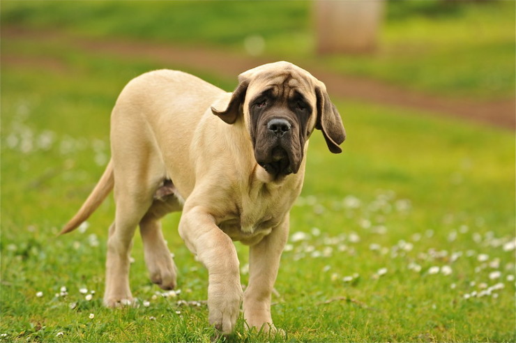 Mastiff puppy hangdog face