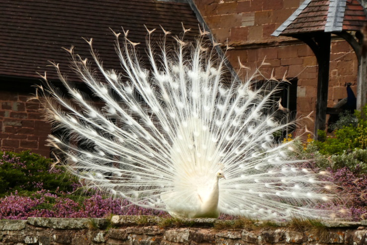 white peacock