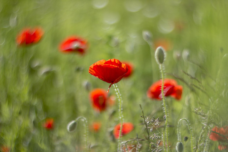 Red Poppies At Mile 37 poem