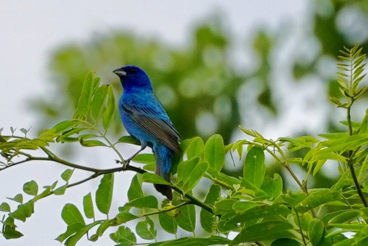 a blue bird in a tree with green leaves to highlight the villanelle and sonnet