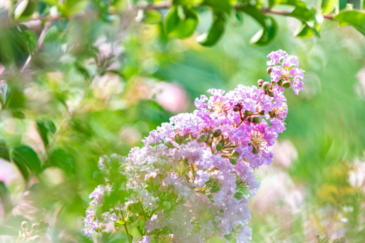 peach blossoms in summer light