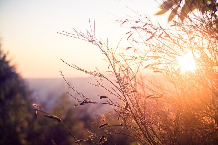 Golden sunset behind branches - backyard at rest