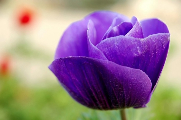 Purple anemone flower homeshcooling vs virtual learning