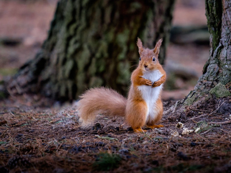 brown squirrel with ears up - chill out grammar rules