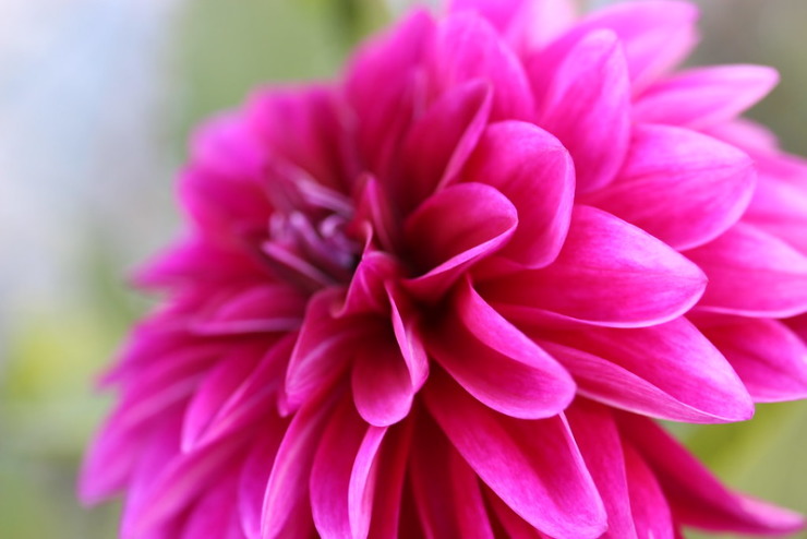 Large pink flower