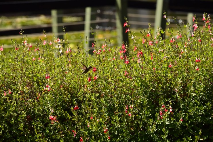 bird in tall foliage with pink flowers-deep listening